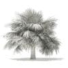 Silver Fan Palm Tree 3D Model 3.9m (11047) - Image 2