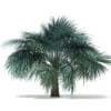 Silver Fan Palm Tree 3D Model 3.9m (11047) - Image 3