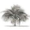 Silver Fan Palm Tree 3D Model 3.9m (11047) - Image 4