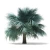 Silver Fan Palm Tree 3D Model 3.9m (11047) - Image 5