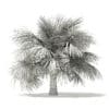 Silver Fan Palm Tree 3D Model 3.9m (11047) - Image 6