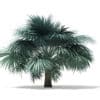 Silver Fan Palm Tree 3D Model 3.9m (11047) - Image 7