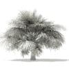 Silver Fan Palm Tree 3D Model 3.9m (11047) - Image 8