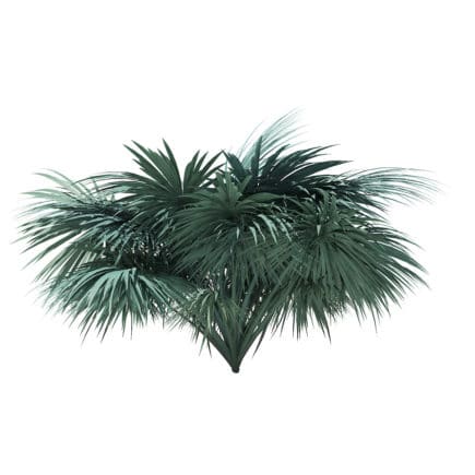 Silver Fan Palm Tree 3D Model 2.6m