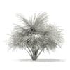 Silver Fan Palm Tree 3D Model 1.8m (11049) - Image 2