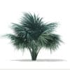 Silver Fan Palm Tree 3D Model 1.8m (11049) - Image 3