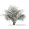 Silver Fan Palm Tree 3D Model 1.8m (11049) - Image 4
