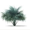 Silver Fan Palm Tree 3D Model 1.8m (11049) - Image 5