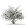 Silver Fan Palm Tree 3D Model 1.8m (11049) - Image 6