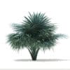 Silver Fan Palm Tree 3D Model 1.8m (11049) - Image 7