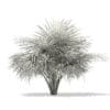 Silver Fan Palm Tree 3D Model 1.8m (11049) - Image 8