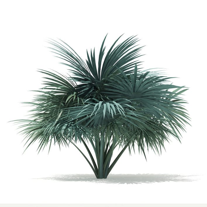 Silver Fan Palm Tree 3D Model 1.8m