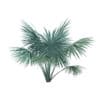Silver Fan Palm Tree 3D Model 2m (11050) - Image 3