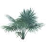 Silver Fan Palm Tree 3D Model 2m (11050) - Image 5
