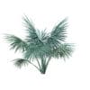 Silver Fan Palm Tree 3D Model 2m (11050) - Image 7