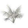 Silver Fan Palm Tree 3D Model 2m (11050) - Image 8