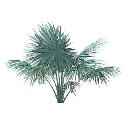 Silver Fan Palm Tree 3D Model 2m