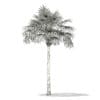 Thatch Palm Tree 3D Model 7.8m (11051) - Image 2