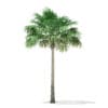 Thatch Palm Tree 3D Model 7.8m (11051) - Image 3