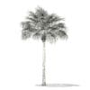 Thatch Palm Tree 3D Model 7.8m (11051) - Image 4