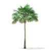 Thatch Palm Tree 3D Model 7.8m (11051) - Image 5
