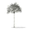 Thatch Palm Tree 3D Model 7.8m (11051) - Image 6