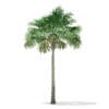 Thatch Palm Tree 3D Model 7.8m (11051) - Image 7