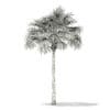 Thatch Palm Tree 3D Model 7.8m (11051) - Image 8