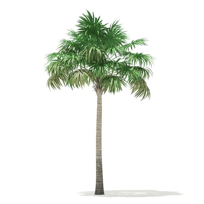Thatch Palm Tree 3D Model 7.8m
