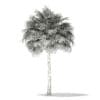 Thatch Palm Tree 3D Model 10m (11052) - Image 2