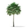 Thatch Palm Tree 3D Model 10m (11052) - Image 3