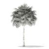 Thatch Palm Tree 3D Model 10m (11052) - Image 4
