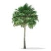 Thatch Palm Tree 3D Model 10m (11052) - Image 5