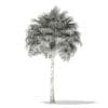 Thatch Palm Tree 3D Model 10m (11052) - Image 6