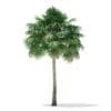 Thatch Palm Tree 3D Model 10m (11052) - Image 7