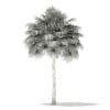 Thatch Palm Tree 3D Model 10m (11052) - Image 8