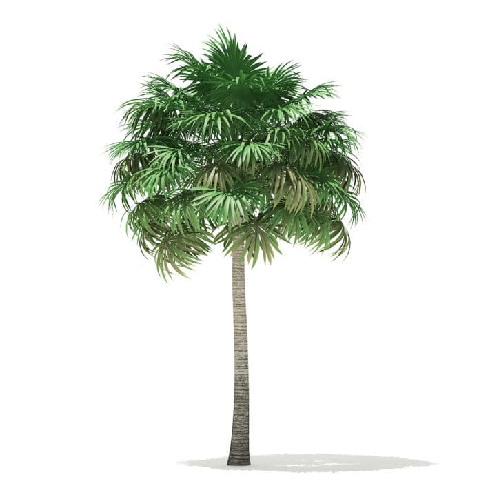Thatch Palm Tree 3D Model 10m