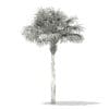 Thatch Palm Tree 3D Model 7m (11053) - Image 2