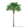 Thatch Palm Tree 3D Model 7m (11053) - Image 3