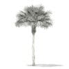 Thatch Palm Tree 3D Model 7m (11053) - Image 4
