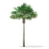 Thatch Palm Tree 3D Model 7m (11053) - Image 5
