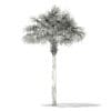 Thatch Palm Tree 3D Model 7m (11053) - Image 6