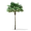 Thatch Palm Tree 3D Model 7m (11053) - Image 7