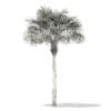 Thatch Palm Tree 3D Model 7m (11053) - Image 8