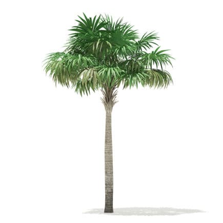 Thatch Palm Tree 3D Model 7m