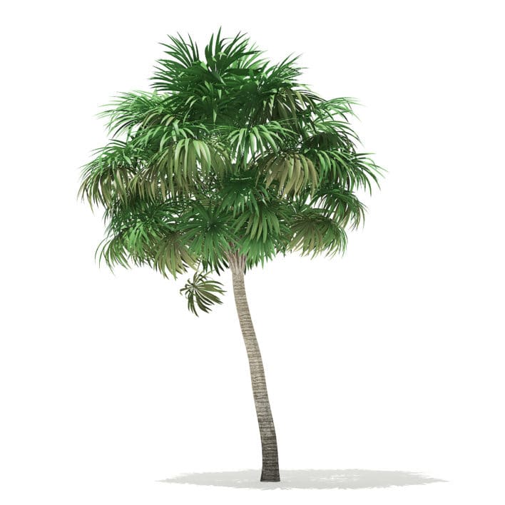 Thatch Palm Tree 3D Model 6.8m