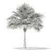 Thatch Palm Tree 3D Model 5.7m (11055) - Image 2