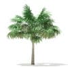 Thatch Palm Tree 3D Model 5.7m (11055) - Image 3