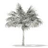 Thatch Palm Tree 3D Model 5.7m (11055) - Image 4
