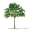 Thatch Palm Tree 3D Model 5.7m (11055) - Image 5